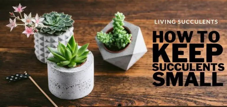 How to Keep Succulents Small