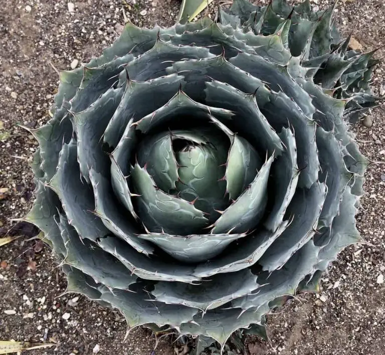 Agave Parrasana Globe: Care And Propagation Guide