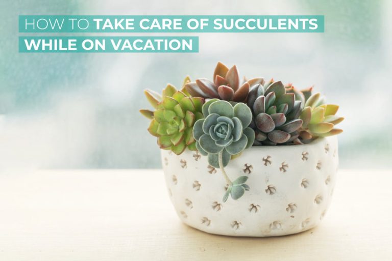 How To Care For Succulents Even When You’Re On Vacation
