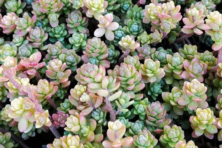 Sedum Oaxacanum: Care And Propagation Guide