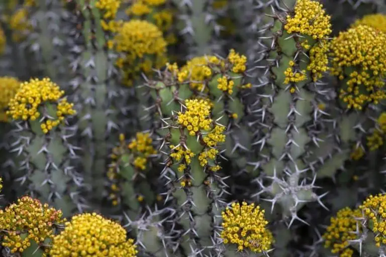 200+ Types of Euphorbia Plants [With Pictures]