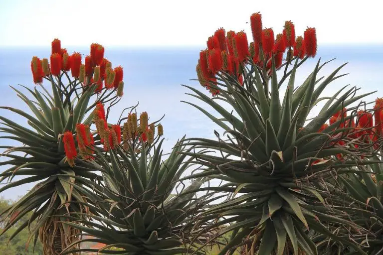 Aloe Excelsa: Care And Propagation Guide