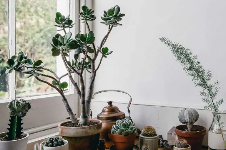 What Are Succulent Plants And Where Are They From