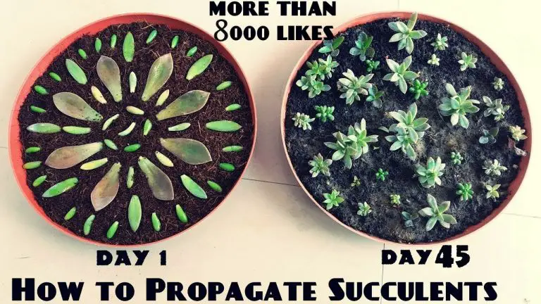 How To Easily Propagate Succulent Pups
