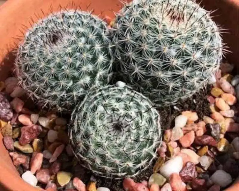 Mammillaria Hahniana Old Lady Cactus’ Care And Propagation