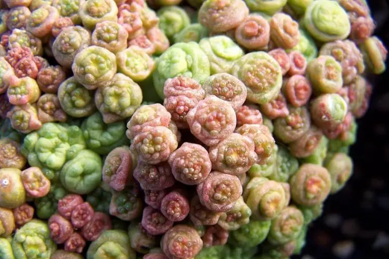Mammillaria Fred: Care And Propagation Guide