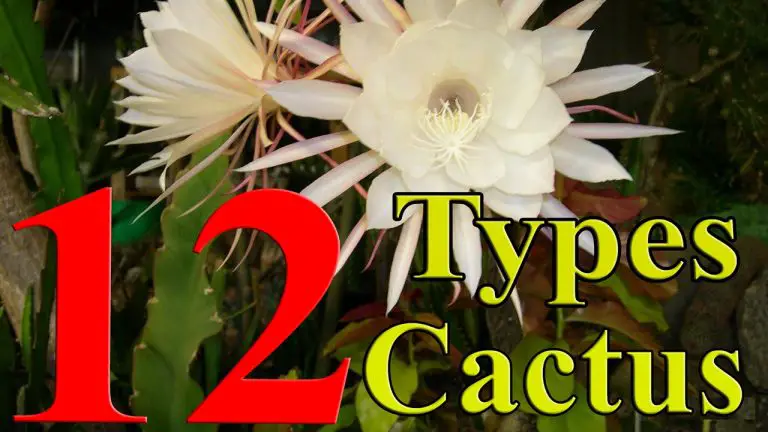 12 Types of Epiphyllum Cacti [With Pictures]