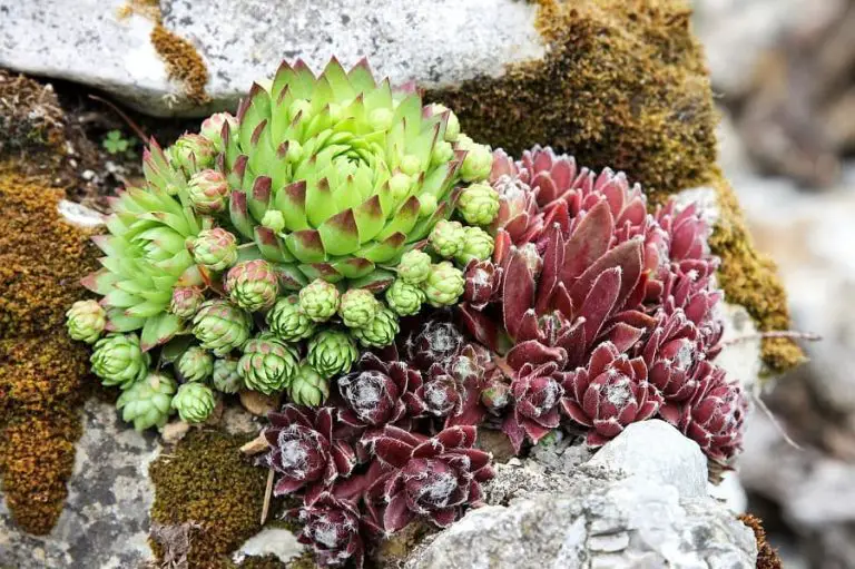 How to Plant Succulents in Rocks for a Beautiful Rock Garden