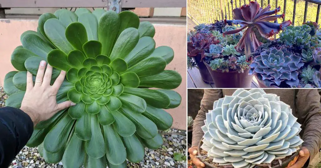 How Big Do Succulents Grow?