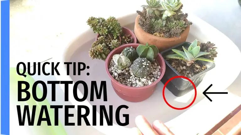 How Do You Water Succulents From The Bottom
