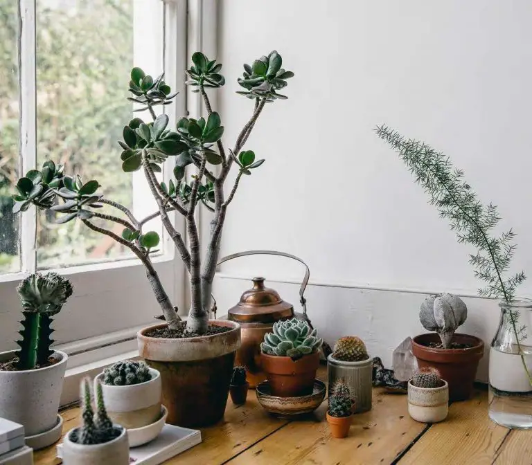Best Way to Plant Succulents – Instructions And Tips