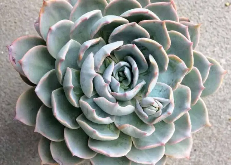 How to Grow And Propagate Echeverias