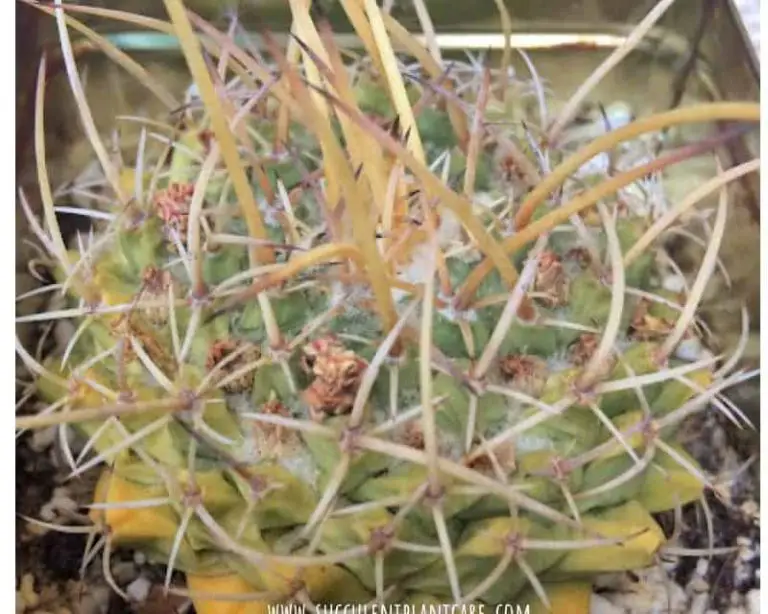 Why Does a Cactus Turn Yellow And Brown How To Save It