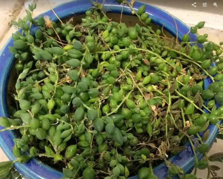 Why Is My String of Pearls Plant Dying And How To Save It