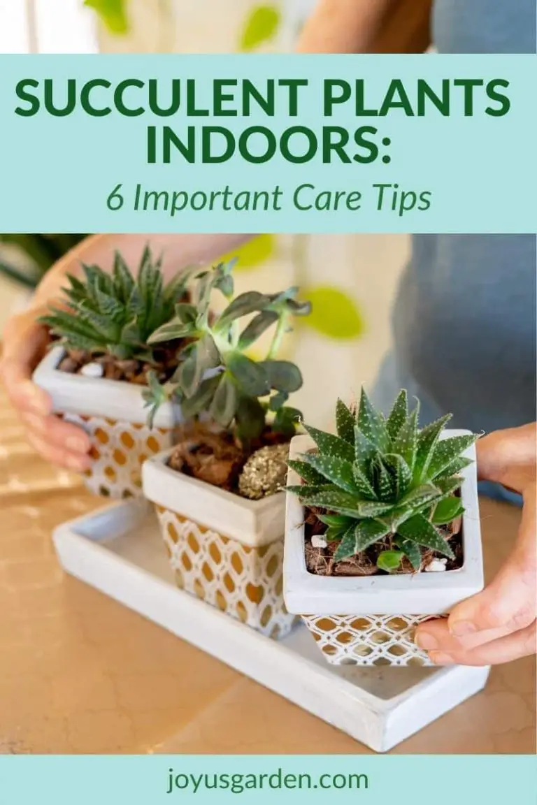 6 Ways How to Take Care of a Succulent Indoors
