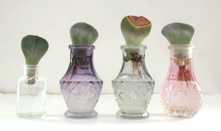 Does Water Propagation Work for Succulents