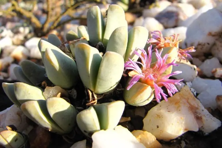 Antimima Dualis: Care And Propagation Guide