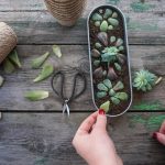7 Succulents That Can Be Propagated Easily – Great for Beginners!