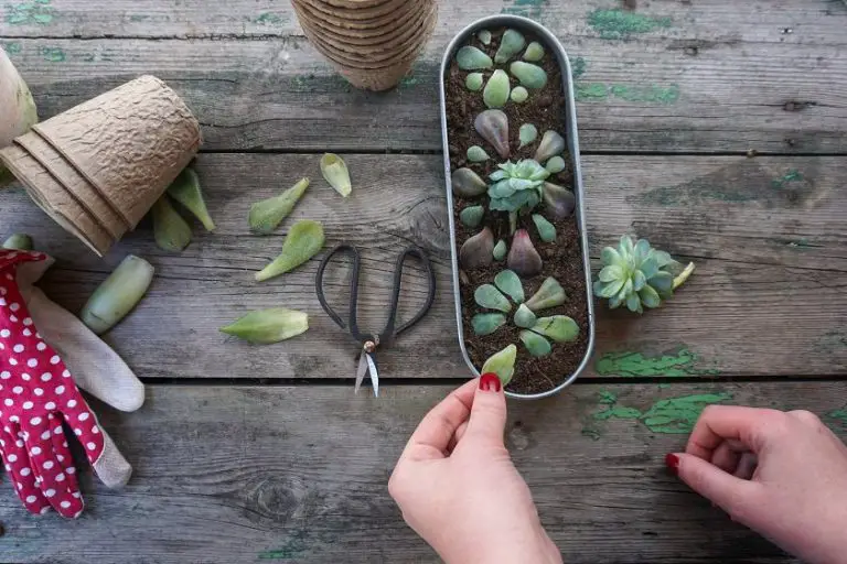7 Succulents That Can Be Propagated Easily – Great for Beginners!