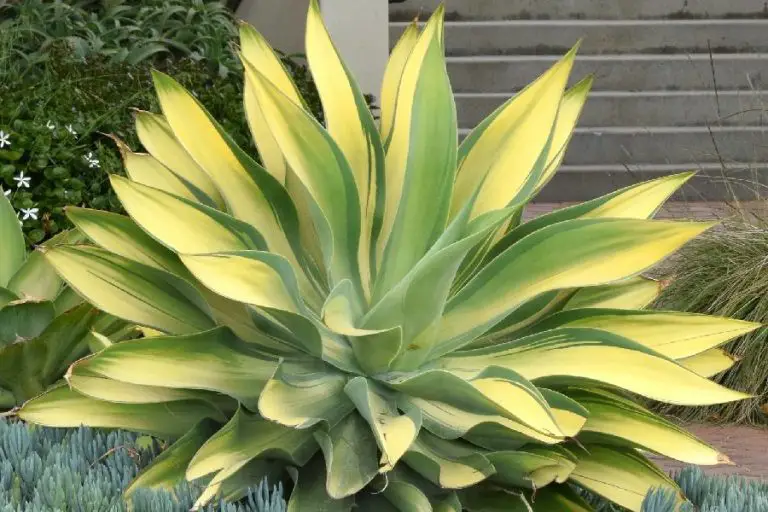 Agave Patonii: Care And Propagation Guide