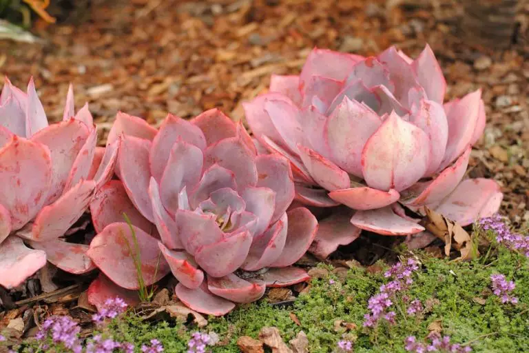24 Pretty And Weird-Looking Pink Succulent Plants