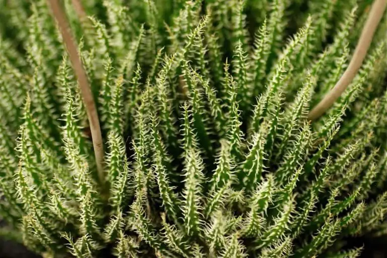 Aloe Haworthioides: Care And Propagation Guide