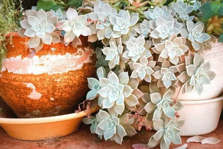 How Fast Do Succulents Grow + 5 Tips on Growing Them Faster