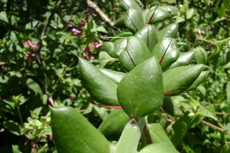 8 Types of Pereskiopsis Cacti