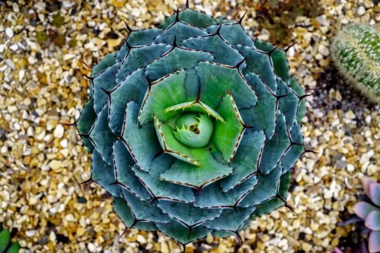 30 Stunning Blue Succulent Plants