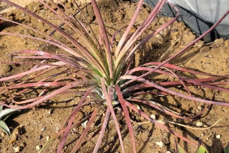 Agave Ornithobroma: Care And Propagation Guide