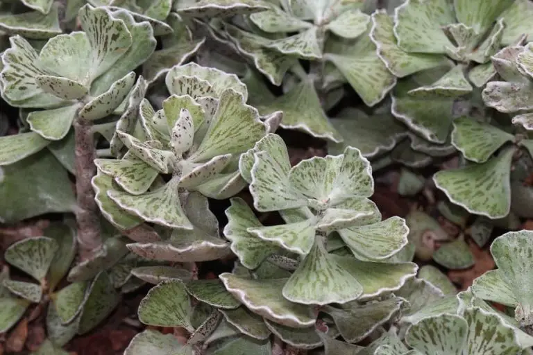 Cumulopuntia Sphaerica: Care And Propagation Guide