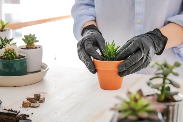How to Pot Succulents the Right Way