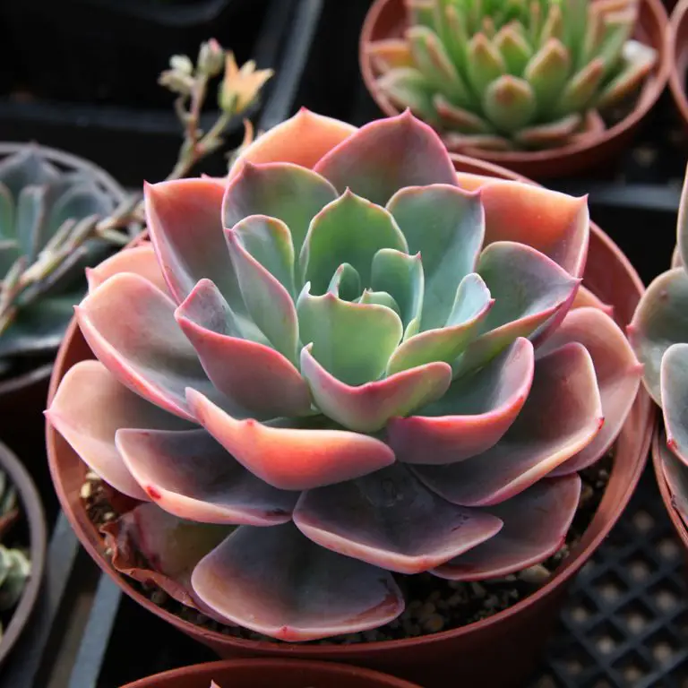 What Temperature Is Too Cold For Succulents