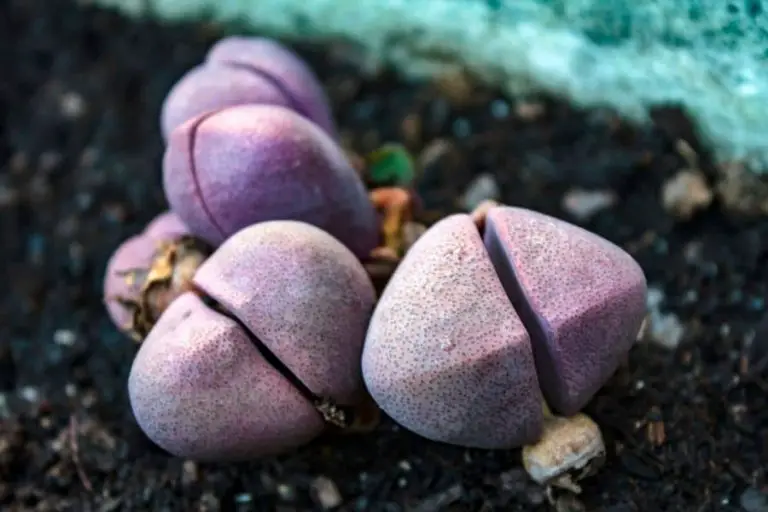 9 Types of Pleiospilos Succulents