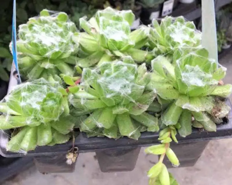 Sempervivum Arachnoideum ‘Cobweb Hens And Chicks’ Care Guide