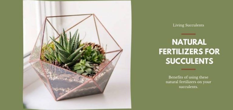 Eggshells As Fertilizer for Succulents And Cacti