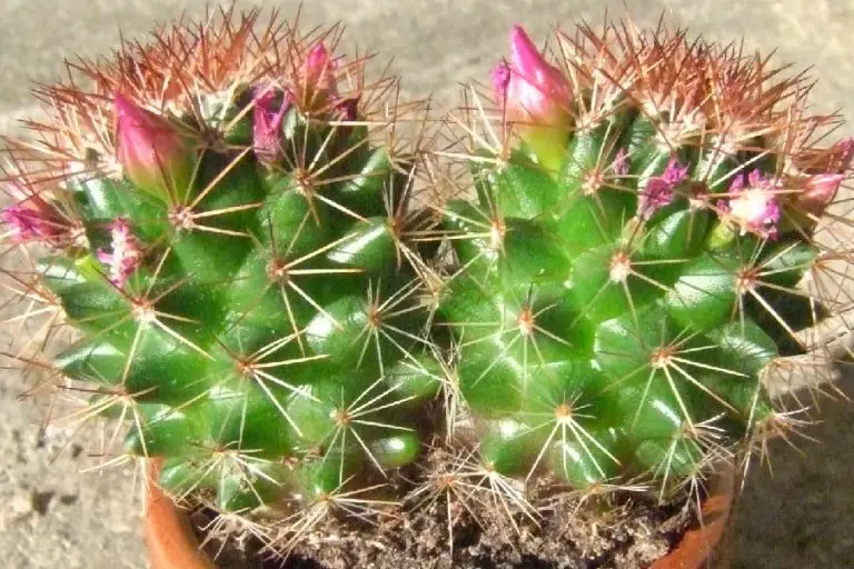 Mammillaria Ernestii: Care And Propagation Guide