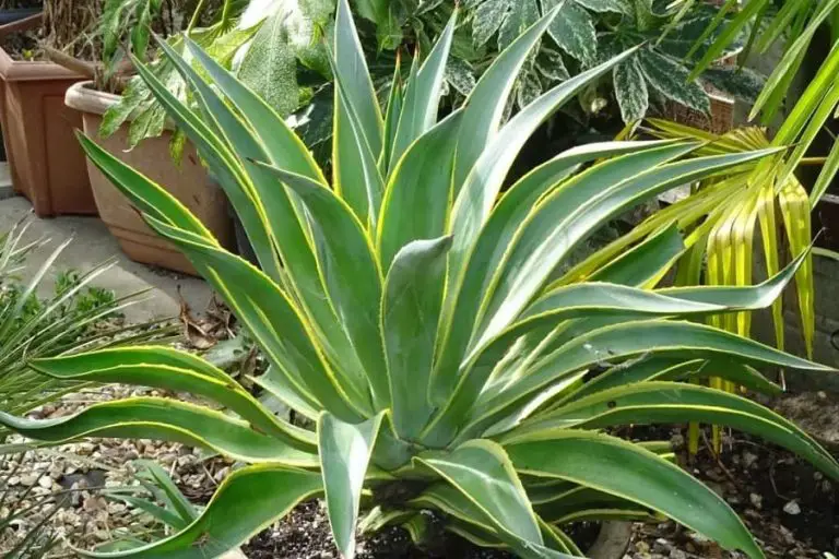 Agave Desmettiana Variegata Care And Propagation Guide