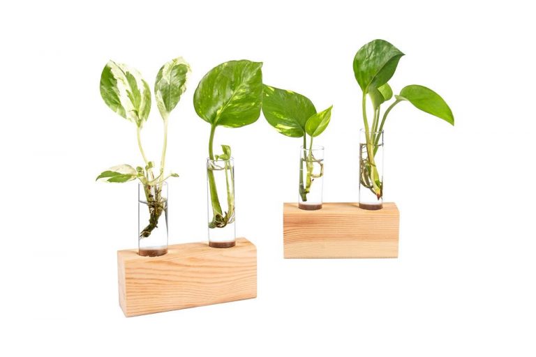 Mini Succulents for Succulent Lovers Who Are Low on Space