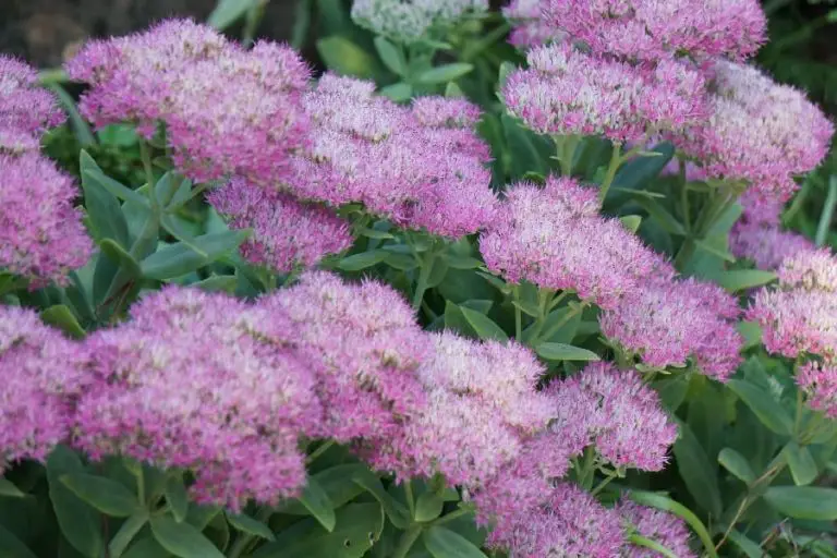 Sedum Rosy Glow: Care And Propagation Guide