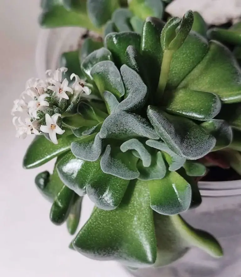 Crassula Susannae: Care And Propagation Guide