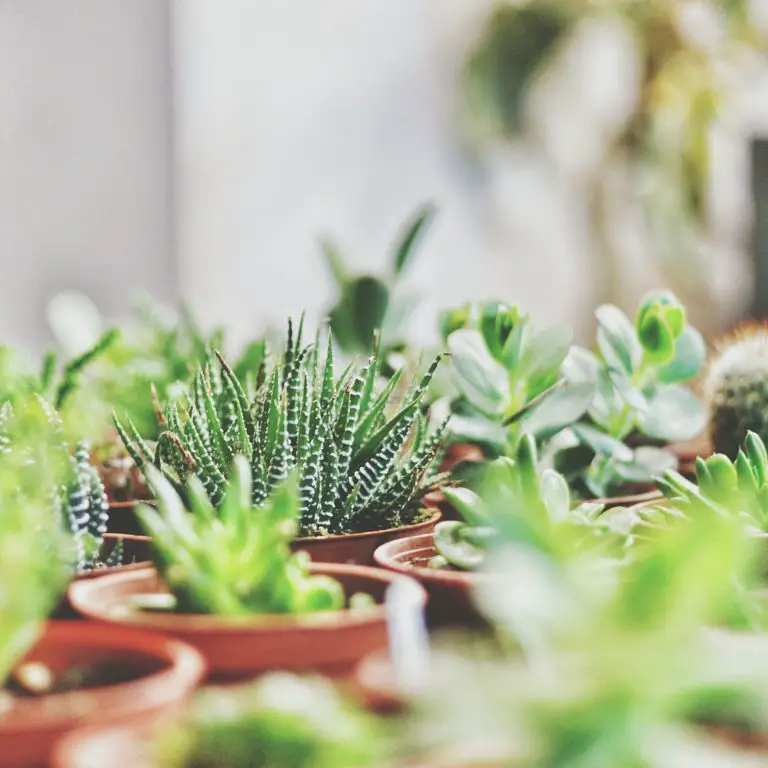 Are Succulents Good To Keep At Home