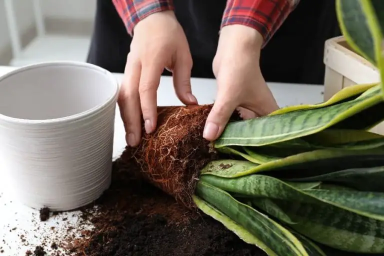How to Separate Snake Plant : Beginners Guide