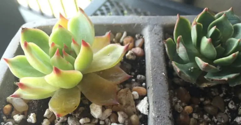 Why Is My Succulent Turning Yellow