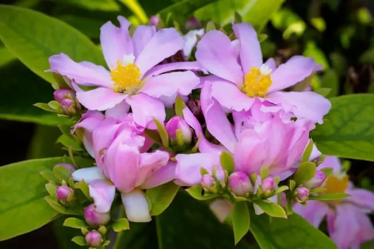 8 Types of Pereskia Cacti