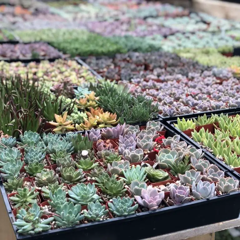 Where Do Succulents Grow?