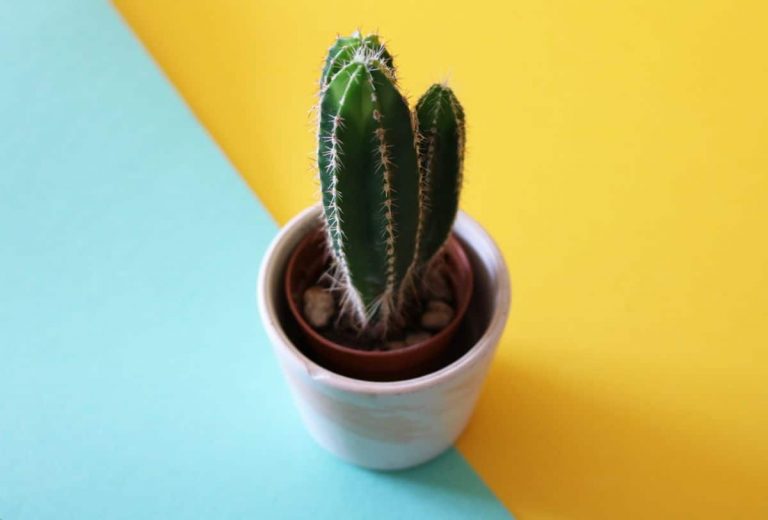 Stenocereus Marginatus: Care And Propagation Guide
