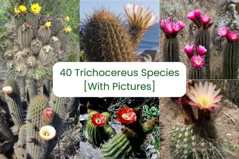 40 Types Of Trichocereus Species
