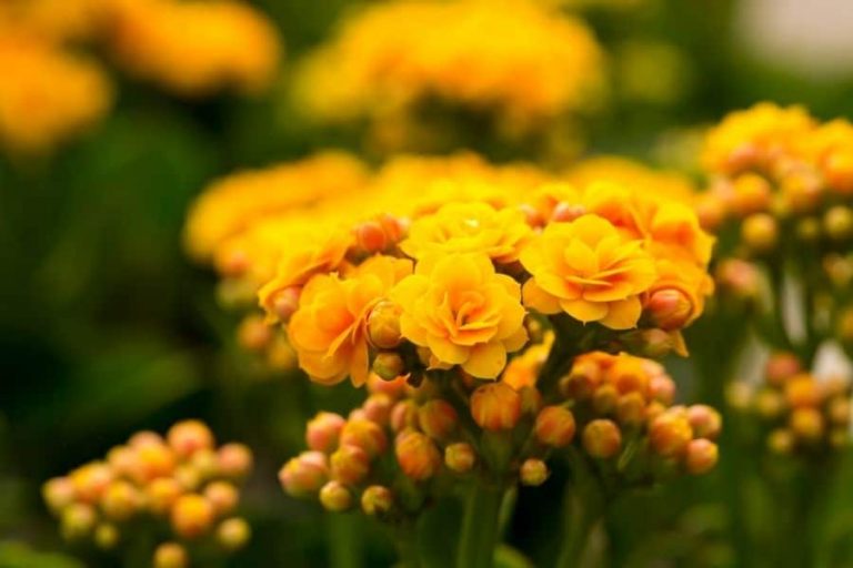 16 Remarkable Health Benefits of Kalanchoe That You Must Know About