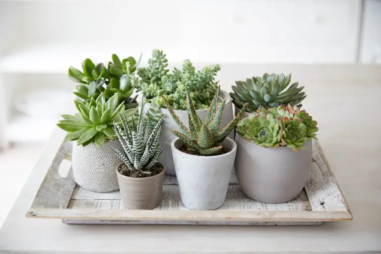 12 Best Types Of Succulents To Grow Indoors